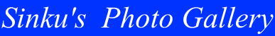 Sinku'ｓ Photo Gallery